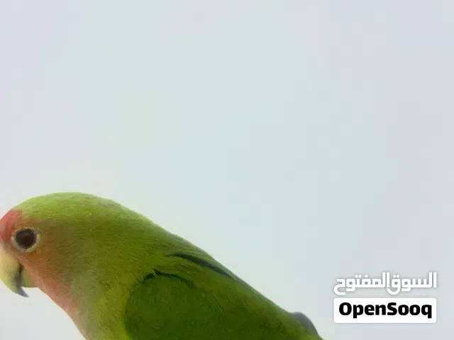 غندور روز اليف جدا عمر ثلالث شهور