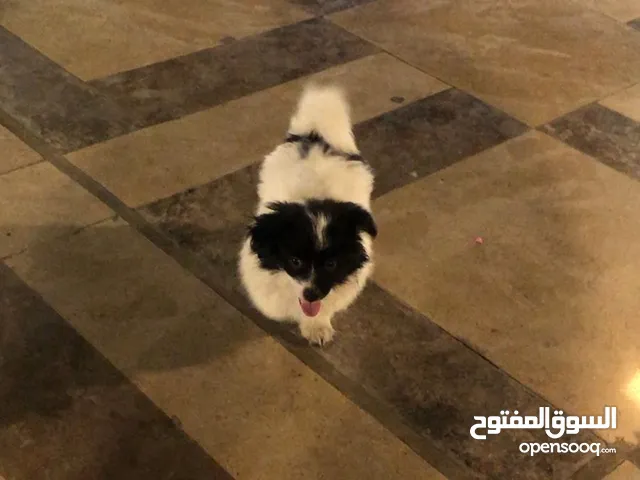 كلب ليلو علي شيواوا