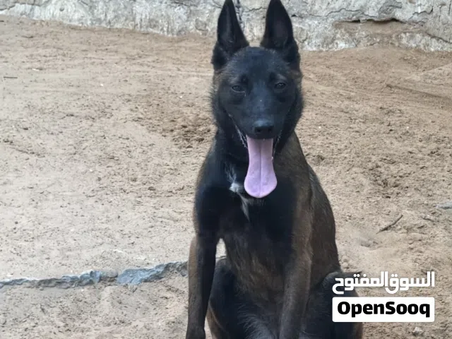 ملينوا انتيه بسعر حرق 1100