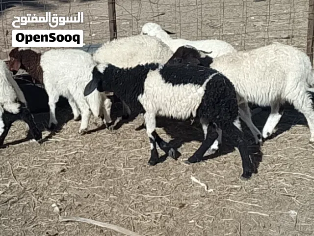 10 طروف بيوضي تبارك الله العمر شهرين ونص ياكلو ناشطات أمورهم تمام