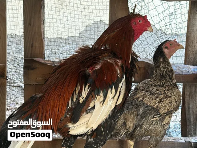 للبيع طيور باكستانية او للبدل