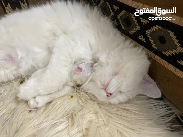 قطة شيرازية عمر سنه عيون زرقاء