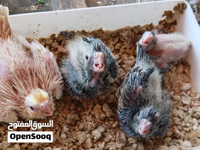 اقرى الوصف  بسم الله انتاج كوكتيل للبيع