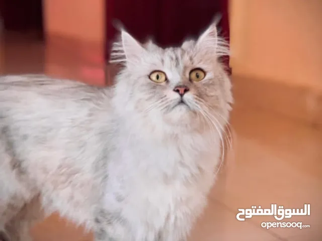 قطه للبيع 150