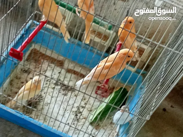 مخاليف كنار البيع