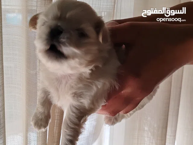 كلاب بكينوا للبيع.