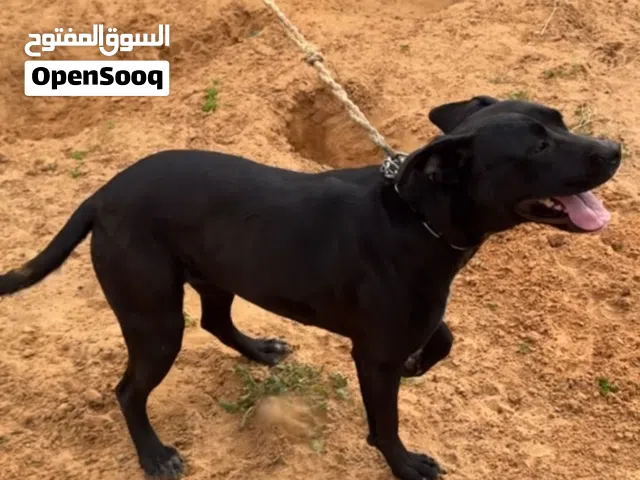 كلب بيتبول للبيع او التبديل