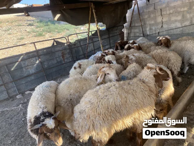 “أغنام طيبة وسلالات مميزة بأسعار منافسة.. الجودة التي تبحث عنها تجدها عندنا.
