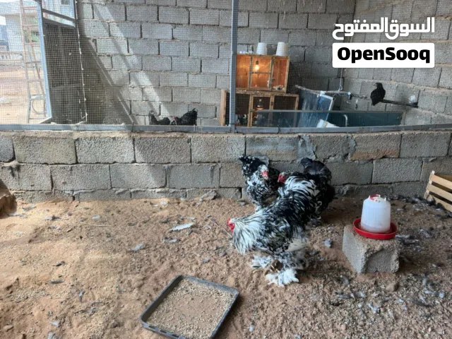كوبيات براهما منتجات