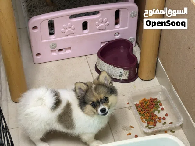 Pure Pomeranian Female