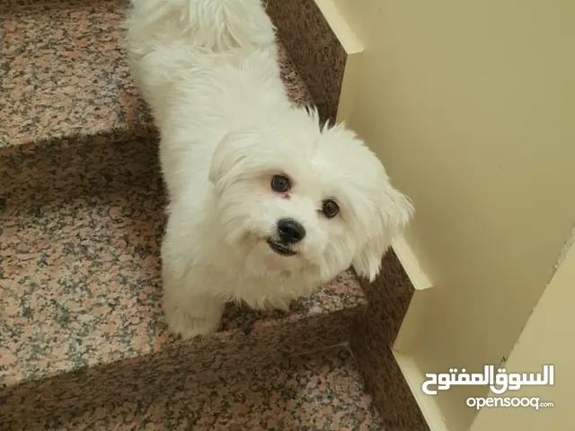 كلب مالتيز ذكر
