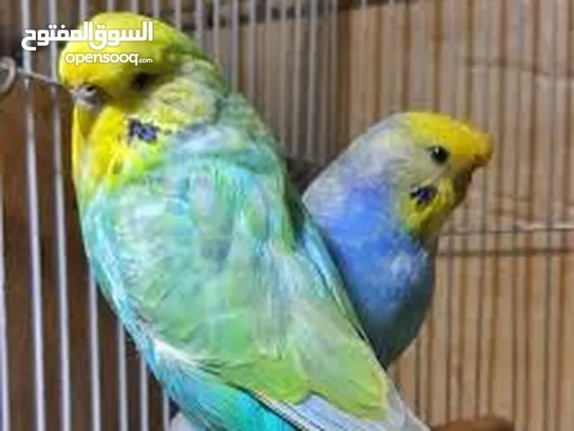 طيور الزينه
