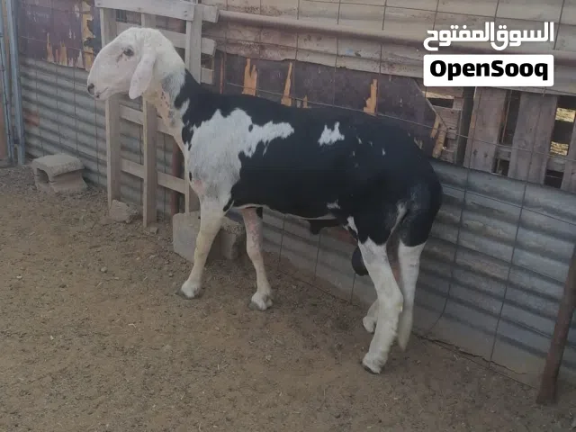 كبش هجين نجدي سوداني مد وشور