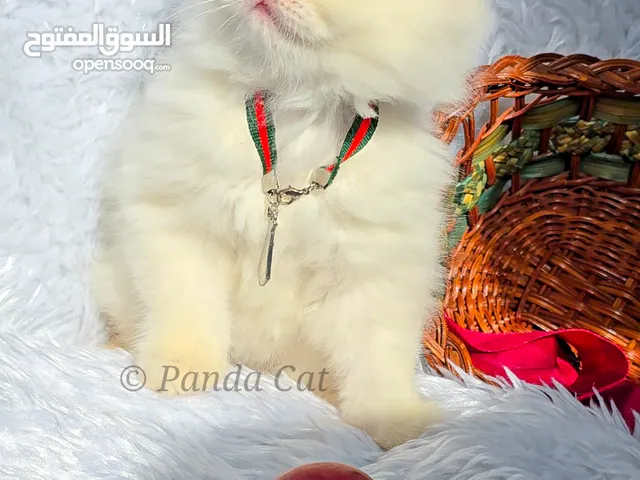 قط للبيع هيملايا اورنج كتن للبيع بسه قطوه صغيرة هملايا هاف بيكي