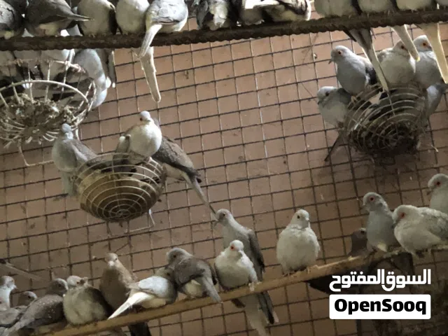 حمام ماسي ( الصيني )