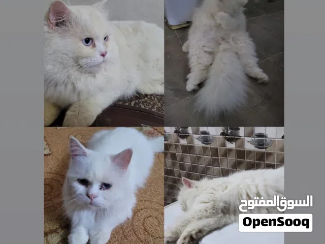 ثلاث قطط للبيع