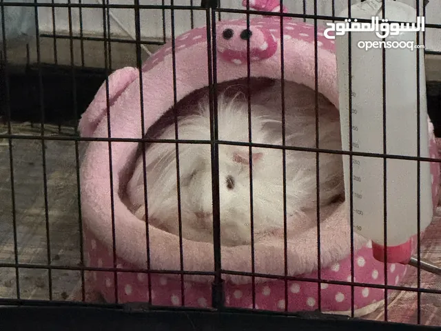 2 female Guinea pigs