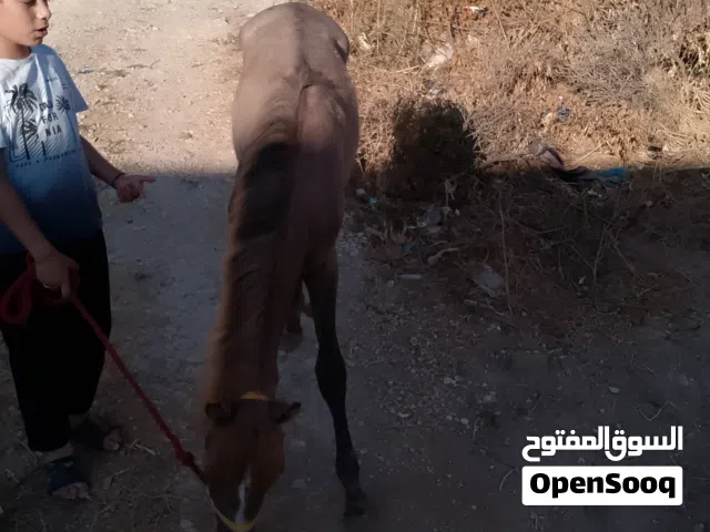 مهرة عمر 6شهور