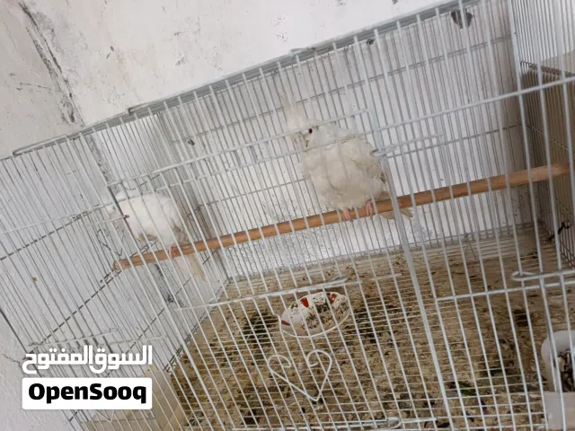 سلام عليكم كوكتيل البينو عن حمرالمكان دور شرطة