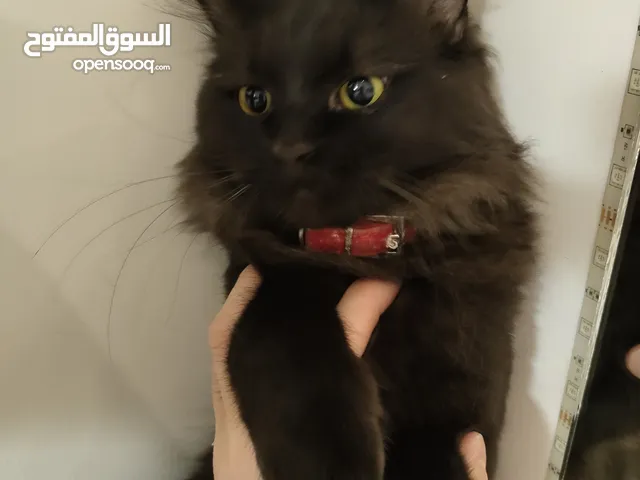 Black Male Persian cat, needs VET (uneutered) READ DESCRIPTION