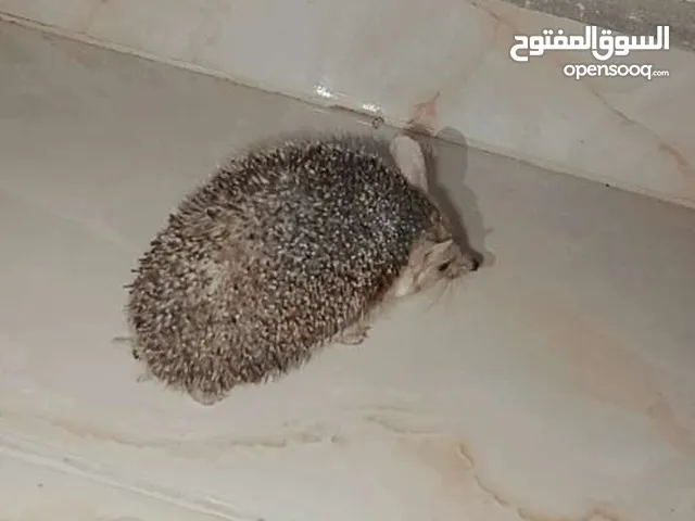 قنفذ للبيع