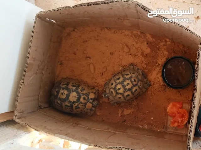 سلامحي في كوفيا تحتهم اربع دحيات للبيع
