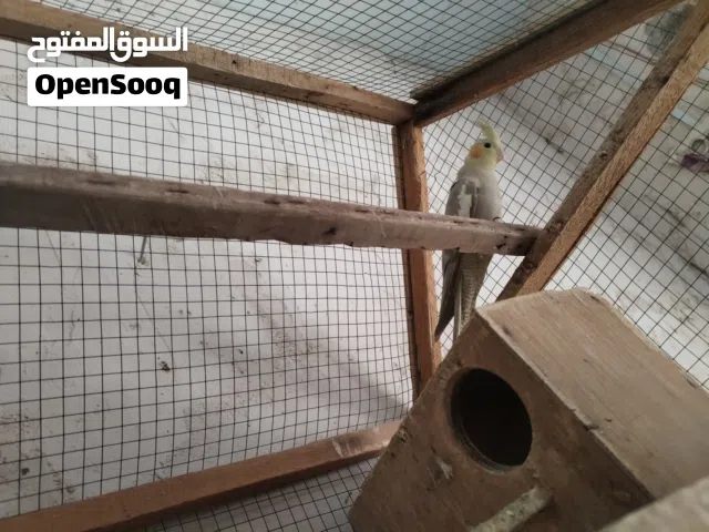 كوكتيل. 4.  عددهن    شرط التبزير نوعيه الخشن هو وفراخ اثنين ياكلن ابحدهن