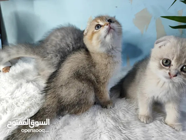 قطط سكوتش فولد إذن مطويه