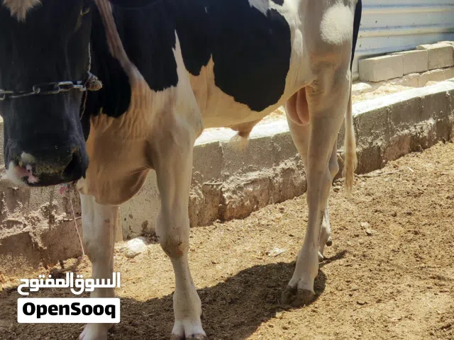 عجل البيع سمان وحلو معلوف براسه