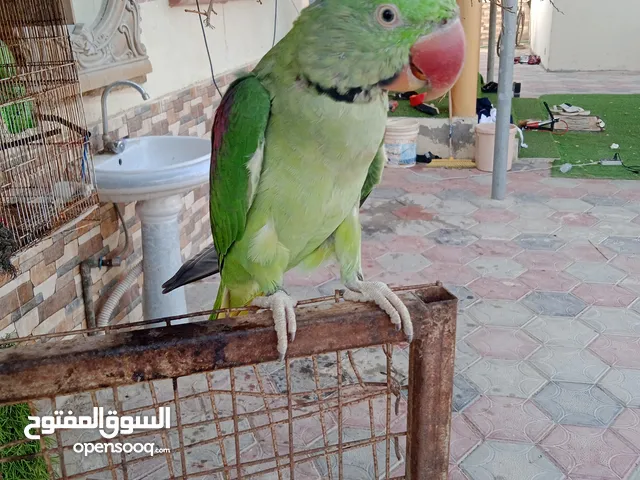 نيبالي للبيع مطلوب 120 اليف متكلم بعض الكلمات غير مفهومه ذكر 100%