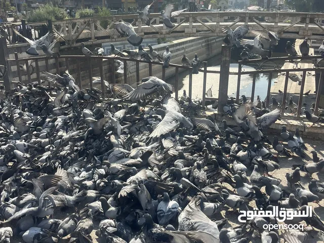 اريد قطعة ل دراجه هوائيه