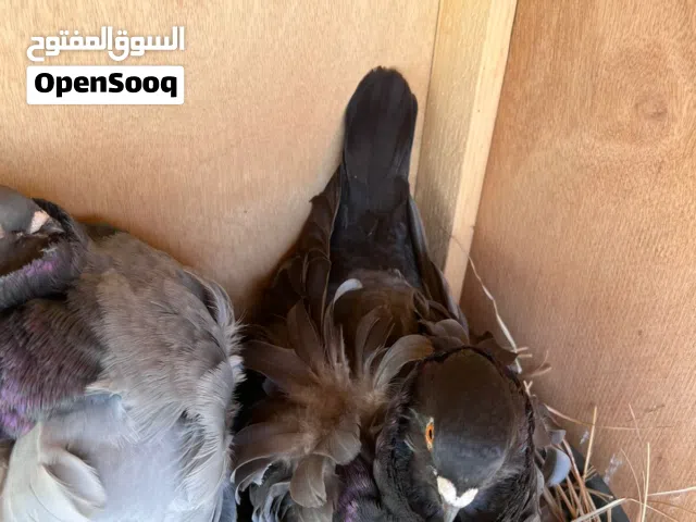 السلام عليكم زوج حمام زينه كشكي سوبر جامبو خشنات مع ابنهن عمره اسبوع اقره الوصف