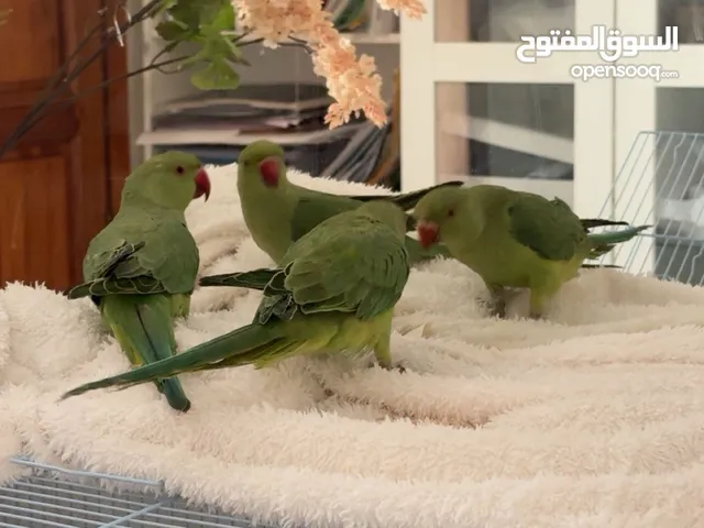 زوج طيور دره الهندي عمره سنه سعره650 مع القفص و أكله (حبتين فقط!!!)