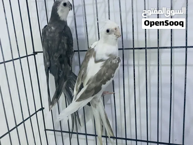 كوبية كوكتيل فرنسي محلية