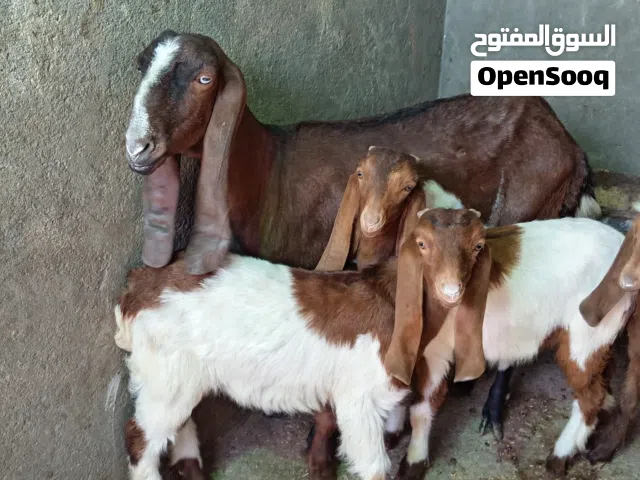 وماعز مضروبت فغانئ مع ولاده 2