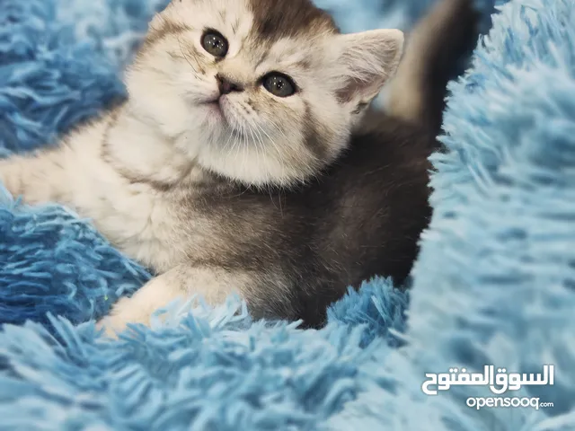 انثى سكوتش ستريت ، sc 11 من اندار الانواع و احلااهم شورت هير