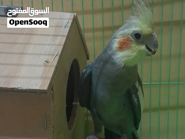 ببغاء كوكتيل للبيع شوف الوصف