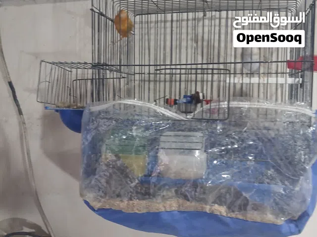 جوز كنار البيع