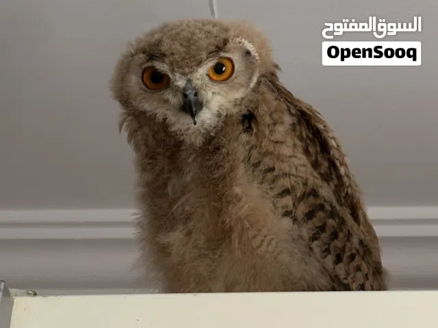 بومة فرعونية للبيع