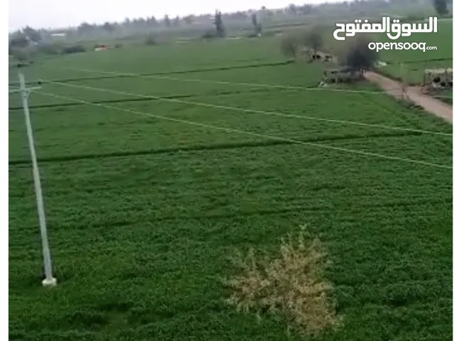 Farm Land for Sale in Kafr El-Sheikh Bella