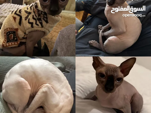 my sphynx cat if you want to buy him please contact me quickly
