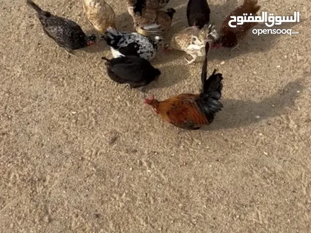 للبيع دجاج عربي
