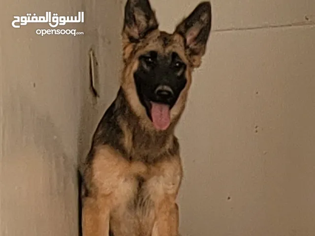 جرمن انثي بيور اصل