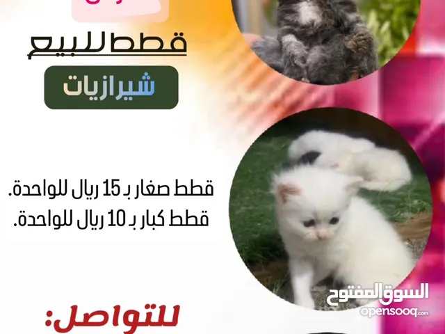 قطط شيرازيات للبيع