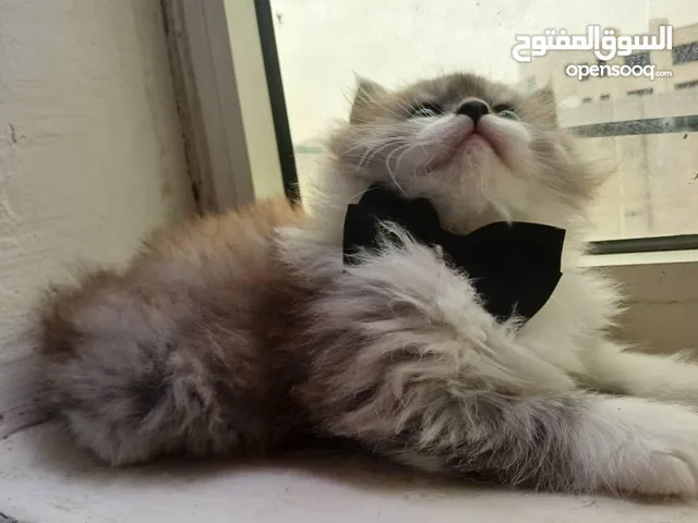 حيوانات للبيع