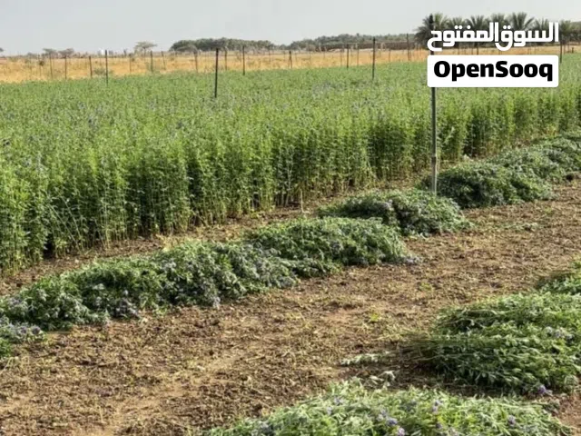 للبيع بذر قت عماني ممتاز