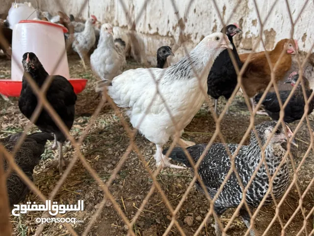 كتاكيت البراهما حرة العمر شهرين