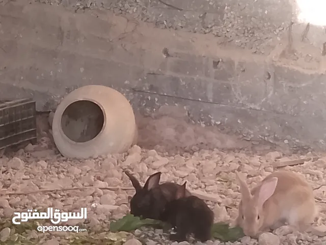 ارانب بلديه اوزان و الوان مختلفه للبيع بسعر مناسب