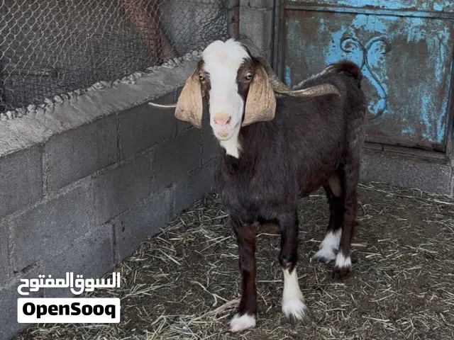 اغنام صلاليه وفحول