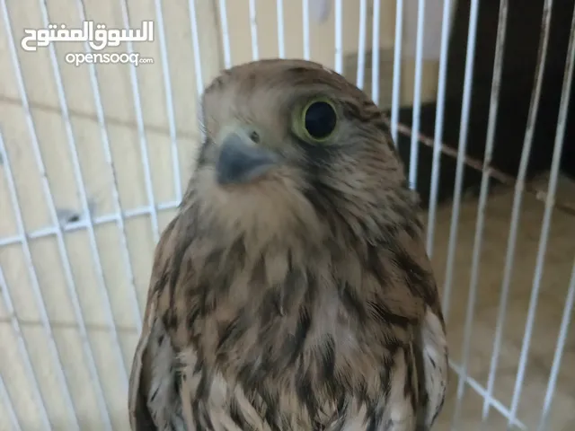 فرخ صقيري جيد
